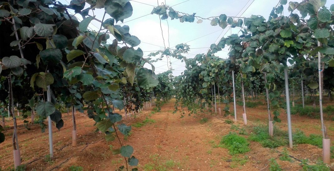 invernadero mallas kiwis