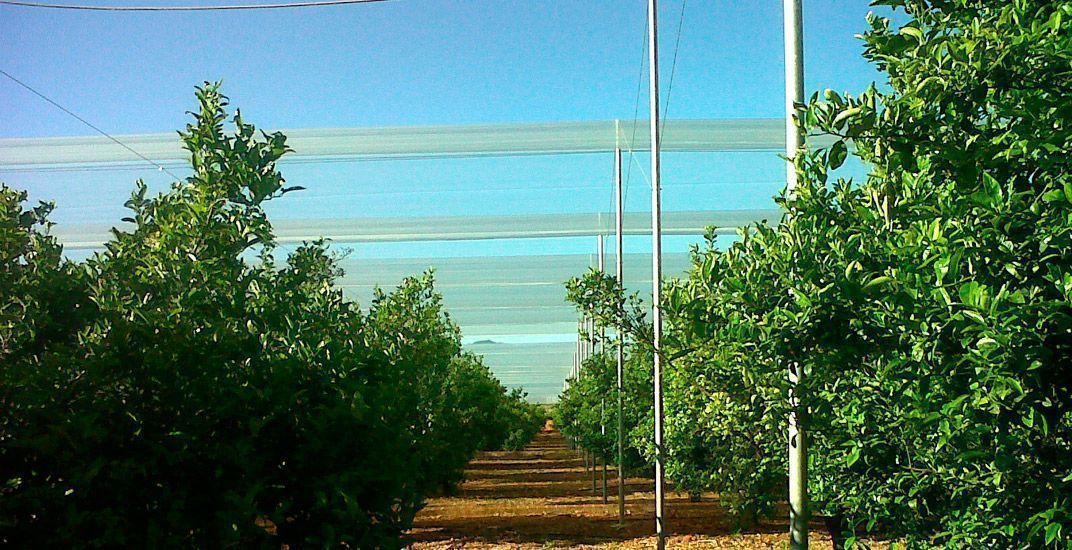 invernadero mallas naranjos